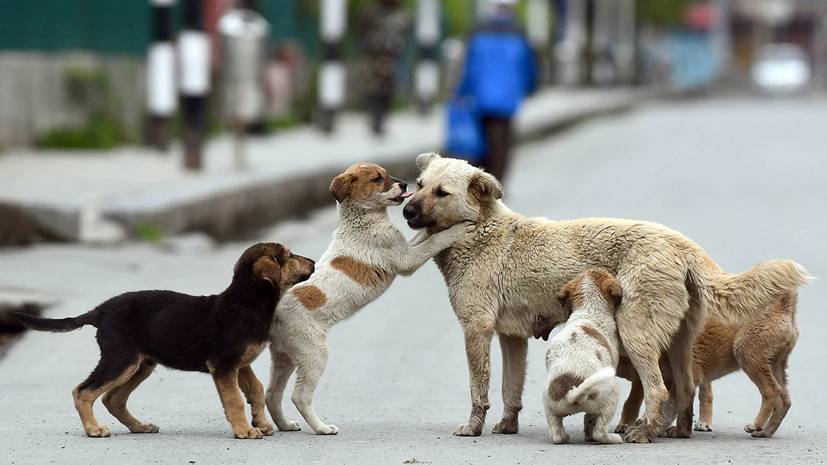 Understanding the Behaviors of Stray Dogs