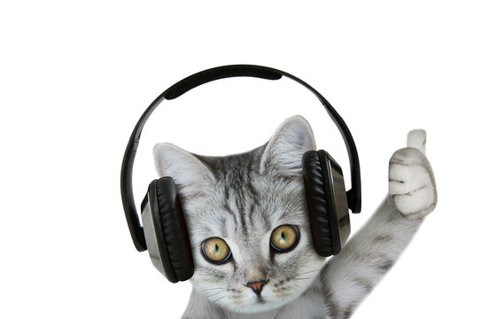 Calming Music for Your Feline Friend: A Playlist for Cats