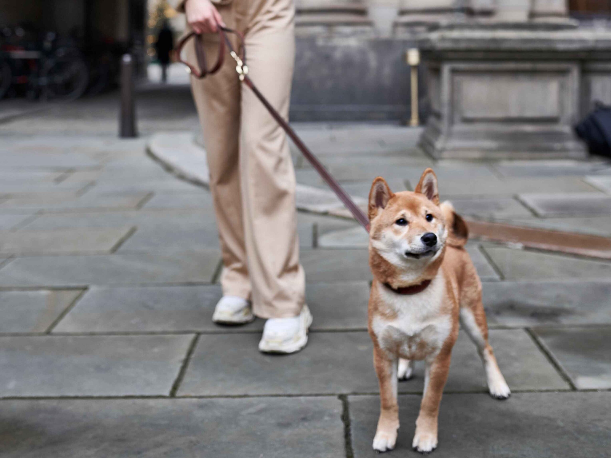 When Your Puppy Refuses to Walk: Understanding and Solutions