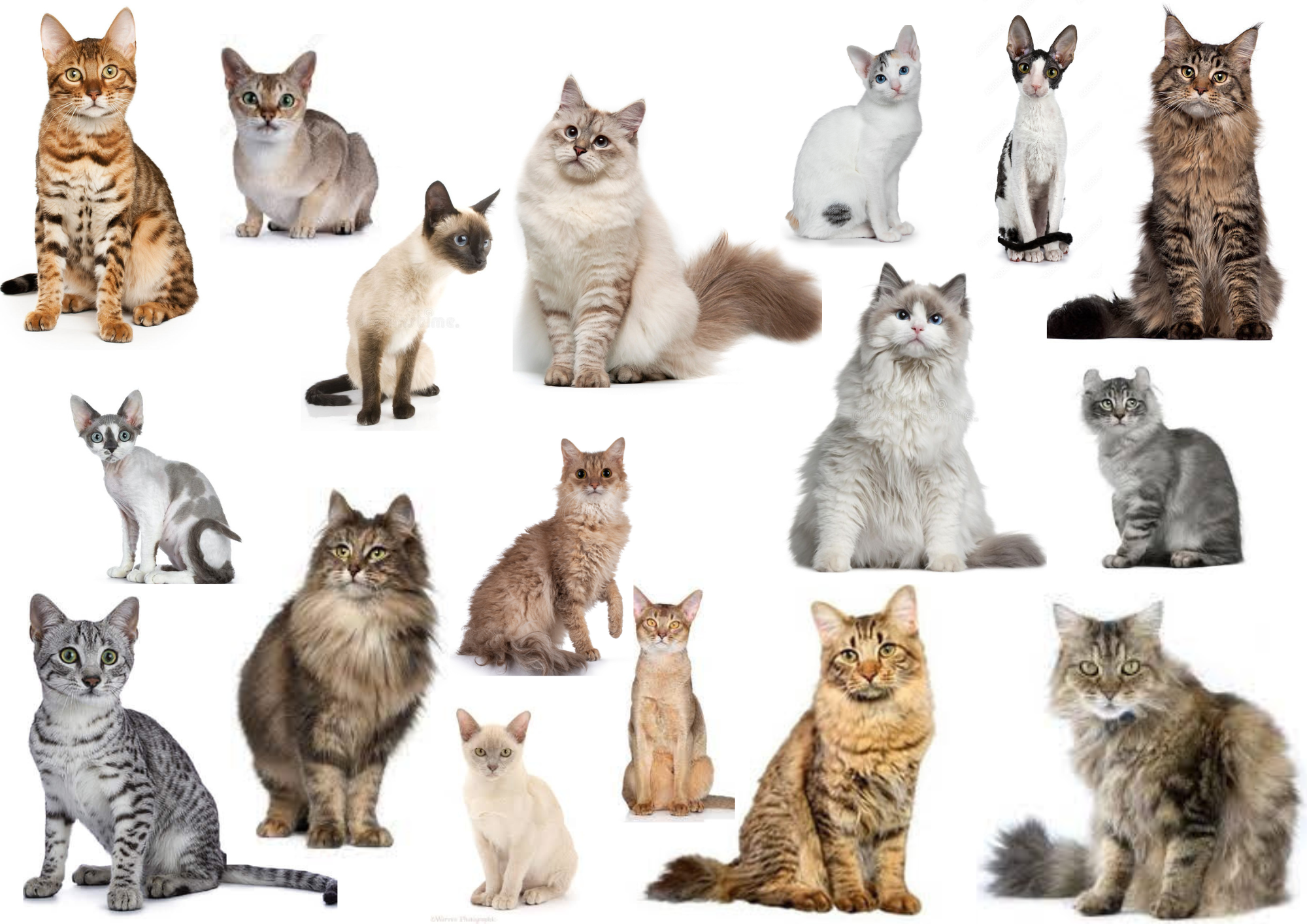 Identifying Your Cat’s Breeds: A Simple Guide