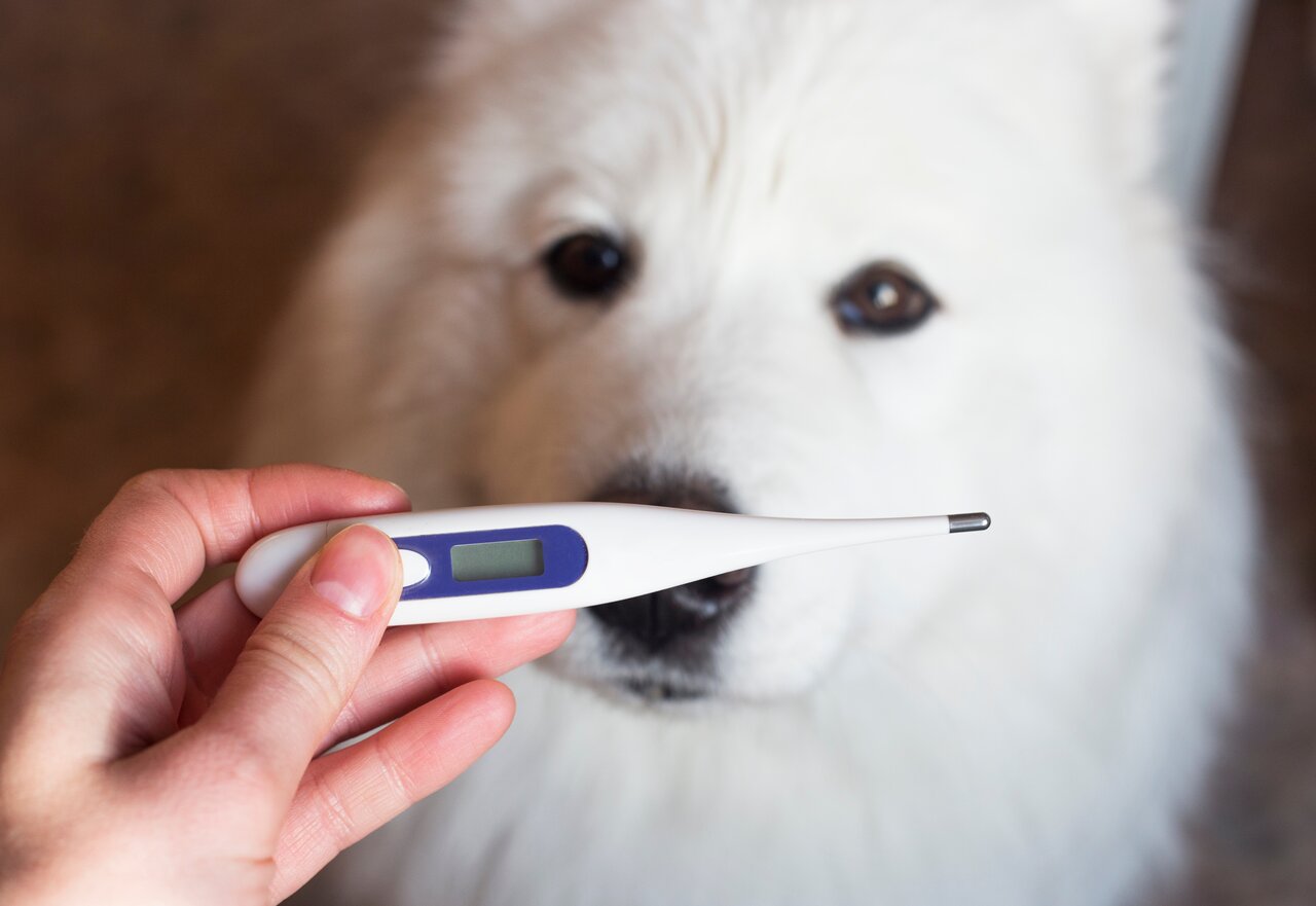 Temperature Mastery: Vital Steps, Dos & Don’ts for Dog Checks