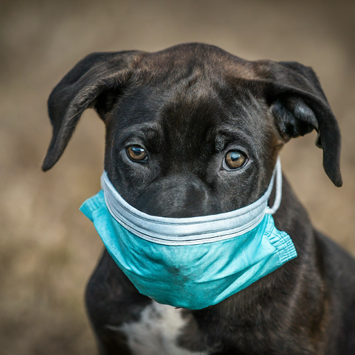 Pandemic Puppies: From Zoom Pups to Social Butterflies