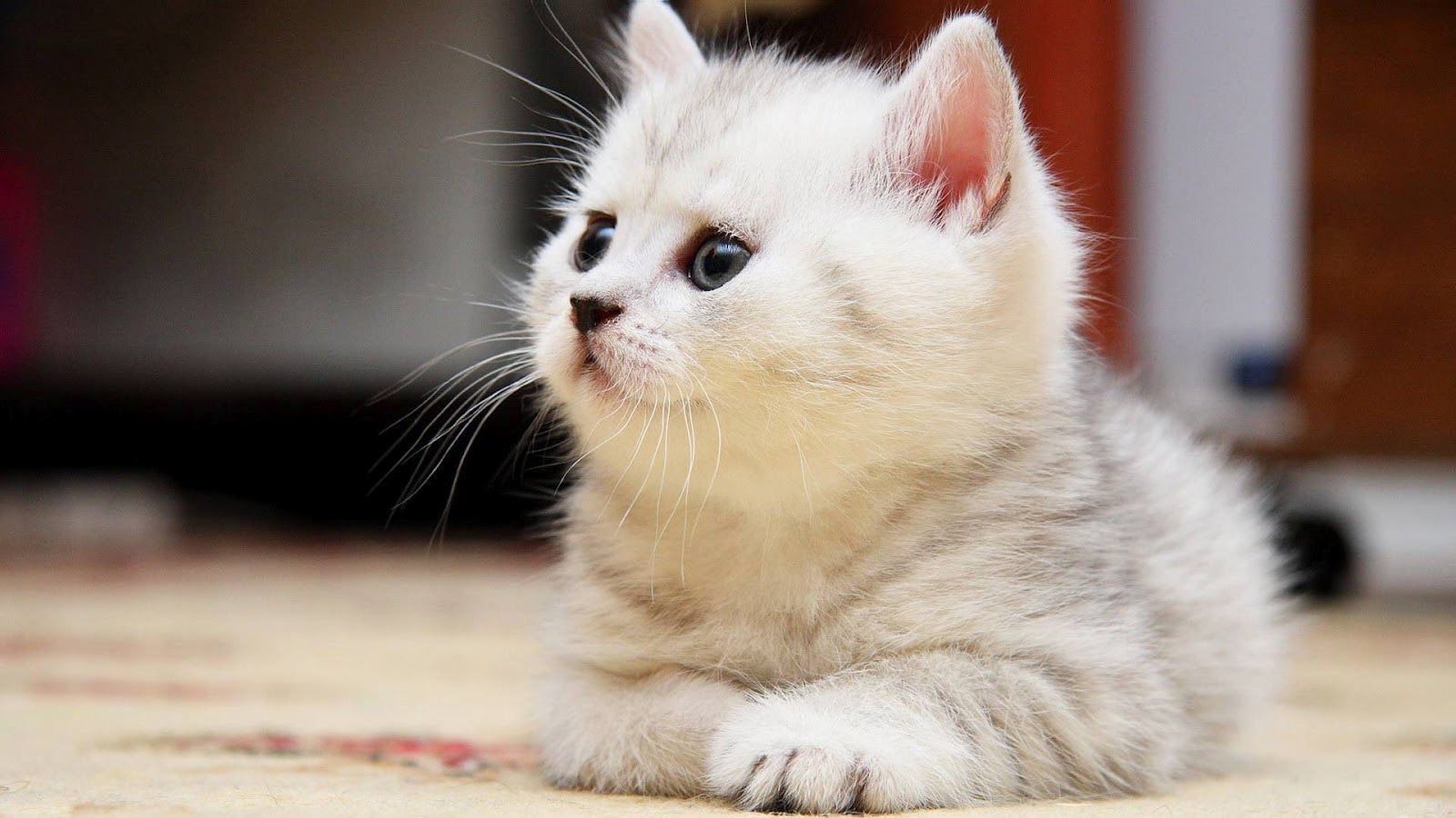 Tiny Treasures: Cat Breeds That Stay Small
