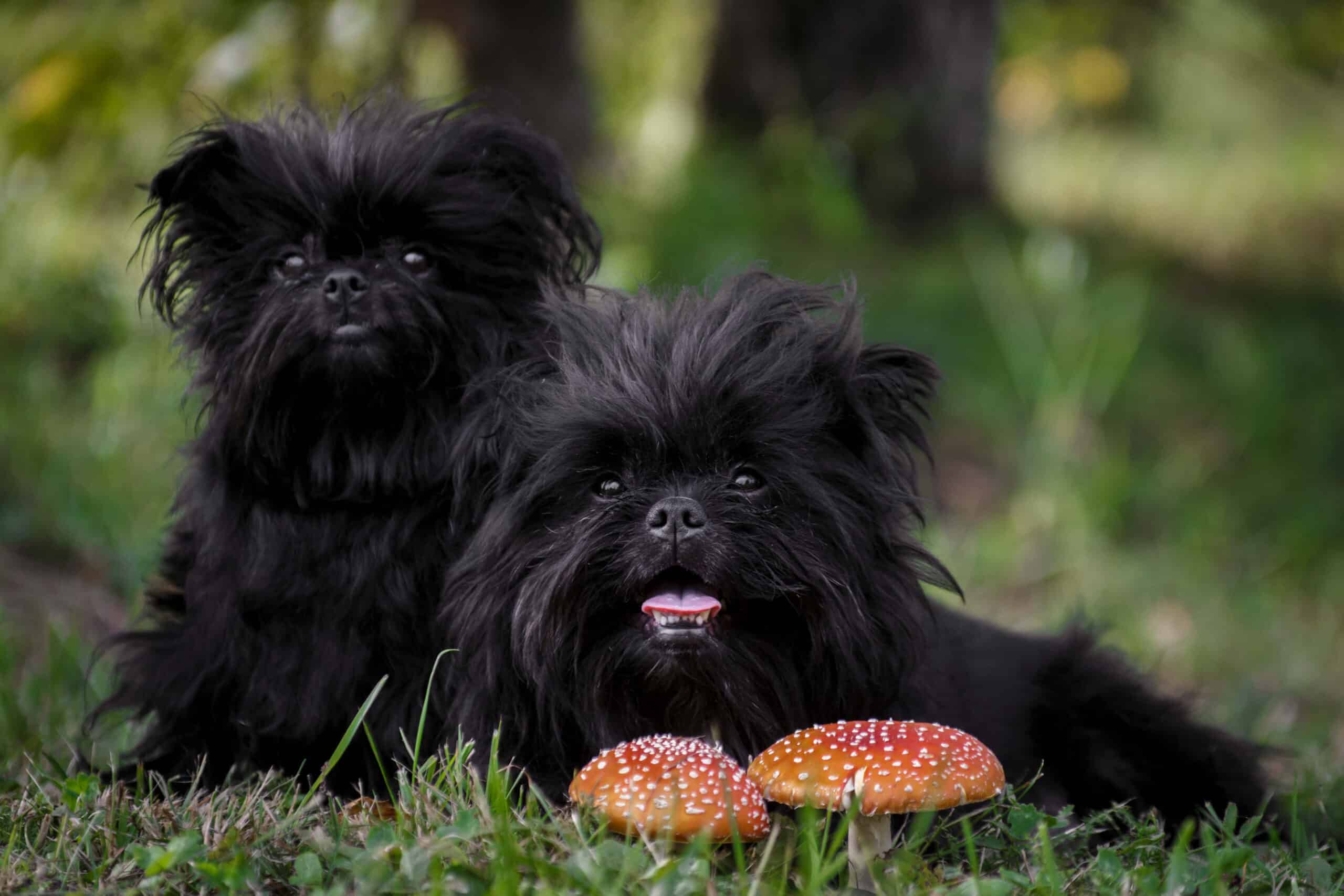 Affenpinscher: Breed Overview, Pictures, Facts & Traits