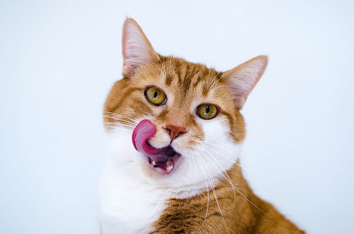 Why Your Cat Licks Everything?