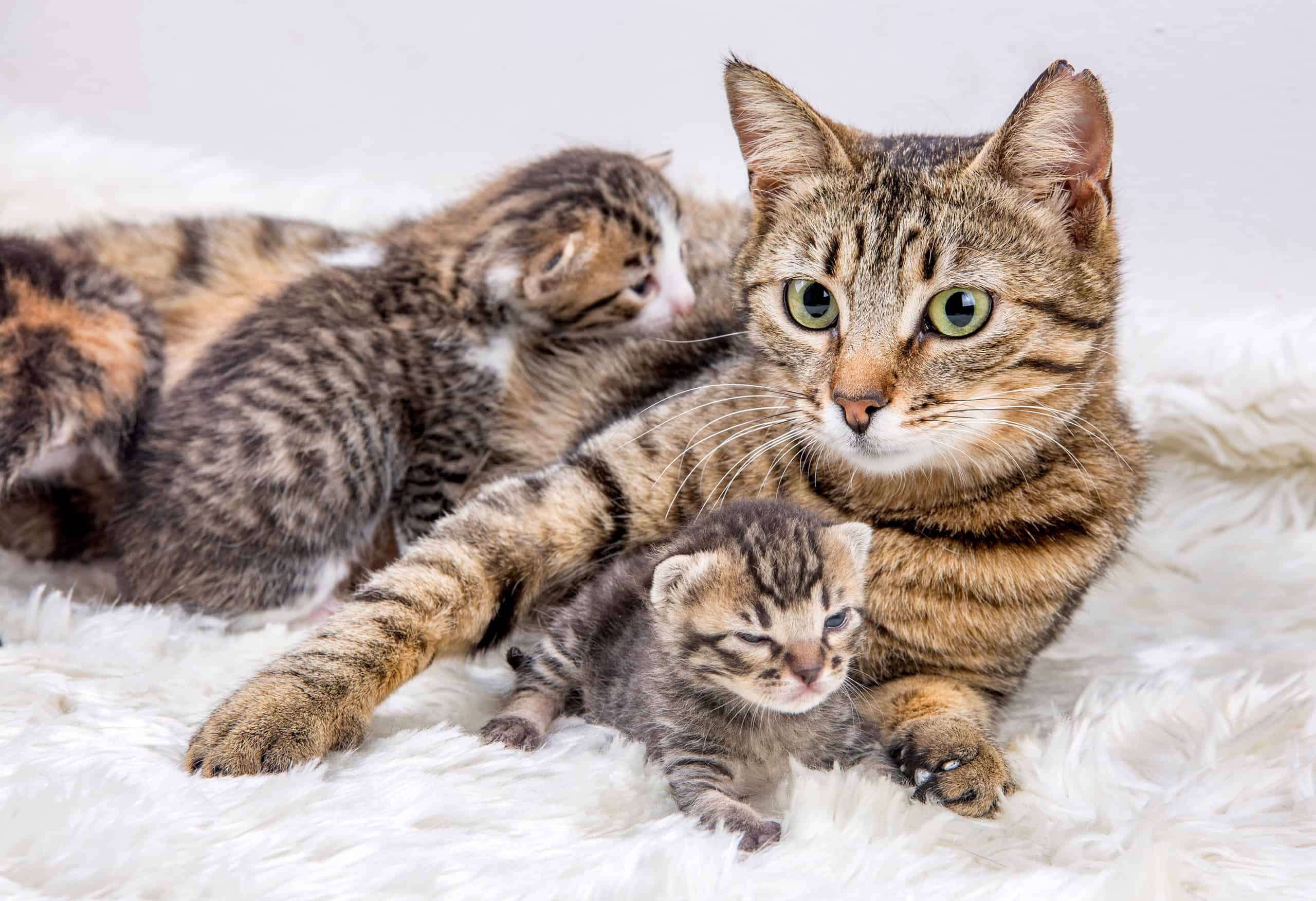 Cat Pregnancy Duration: How Long Do They Carry?