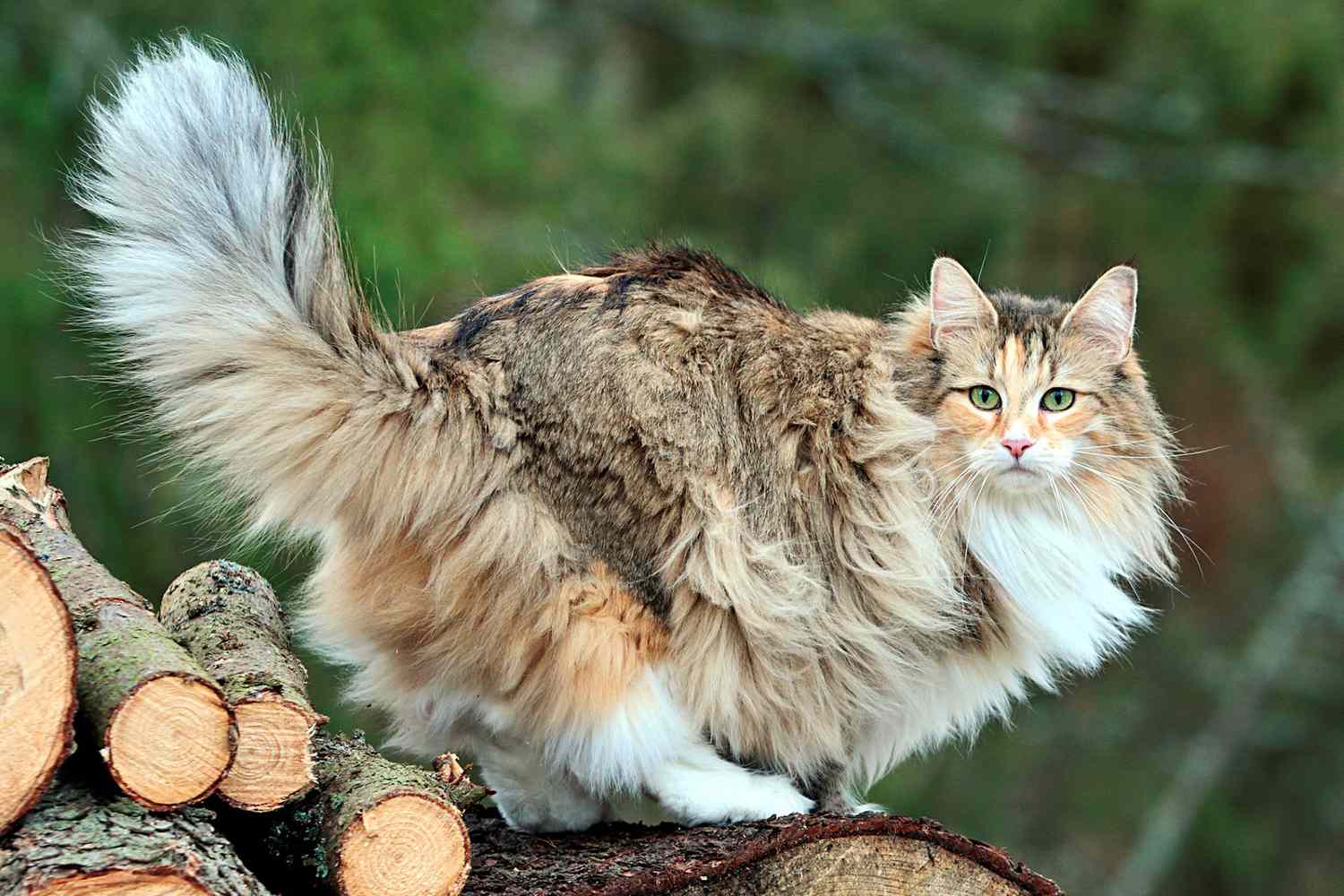 Norwegian Forest Cat: A Guide to Their Charismatic Charm