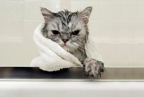 Why Do Cats Really Dislike Water?