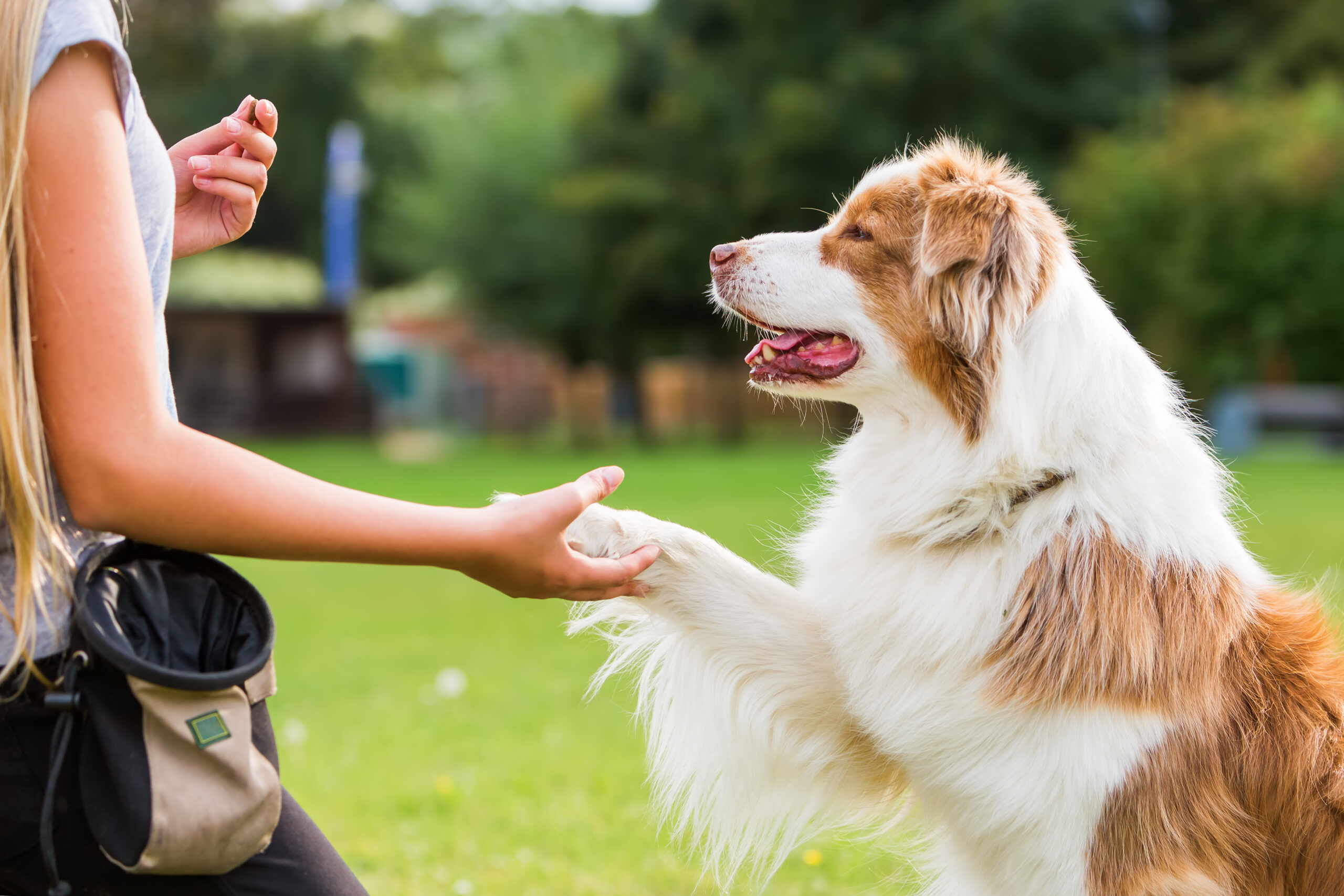Canine Mastery: A Guide to Dog Obedience Training