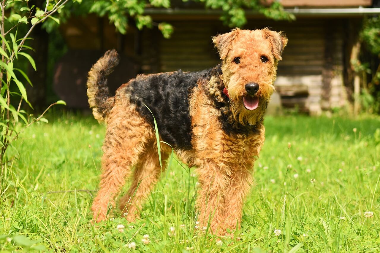 Airedale Terrier: The “King of Terriers” with a Heart of Gold