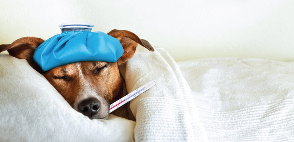 Dog Illness Update: Unraveling the Mystery Behind the Cough