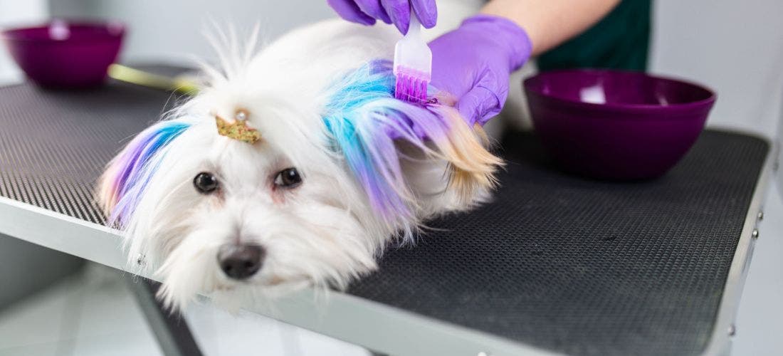 Dyes: Unleashing Your Pup’s Inner Picasso with Safety Guide