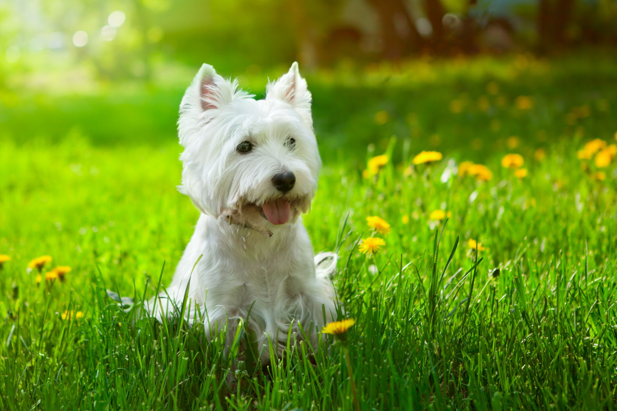 Discovering 22 Hypoallergenic Dog Breeds: An In-Depth Overview