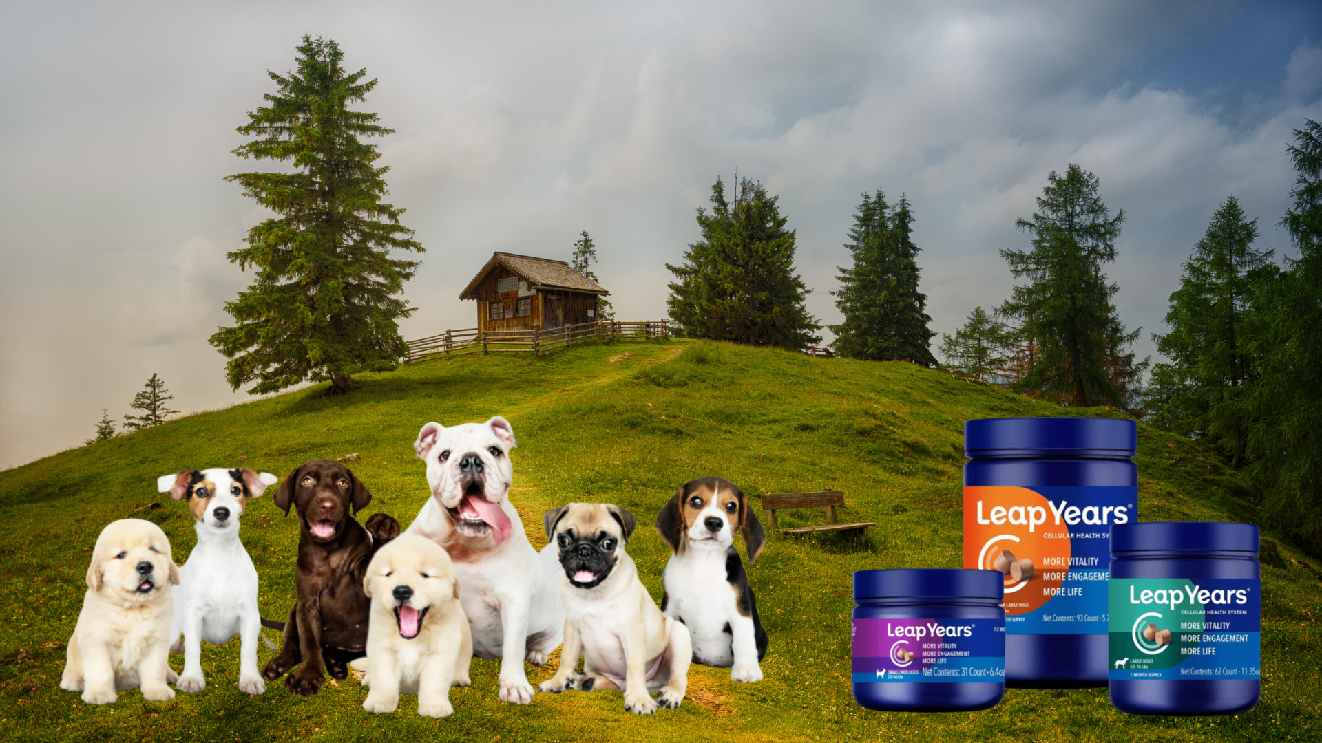 Boost Your Dog’s Well-Being with Leap Years Supplements