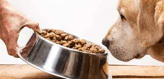 Kibble: A Tail-Waggingly Good Guide for Dog Owners