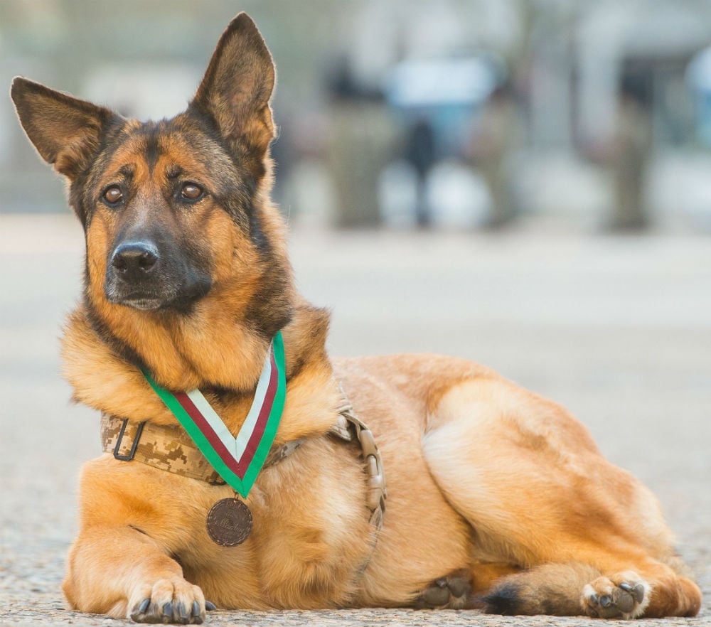 Lucca: The Heroic Marine Dog Who Lost Her Legs to Save Hundreds of Lives in Afghanistan