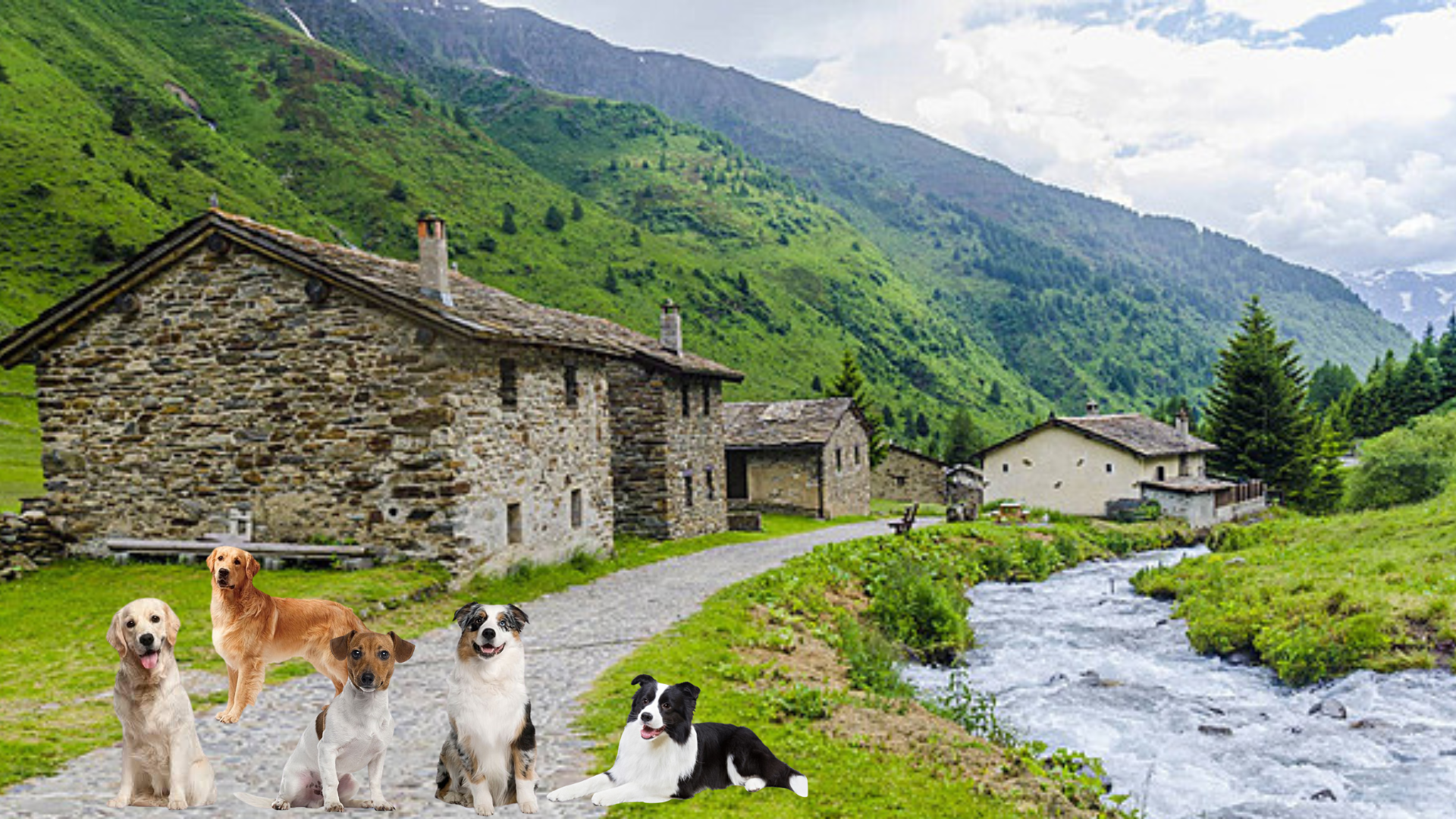 Finding the Perfect Pooch: The Best Dog Breeds for Village Life