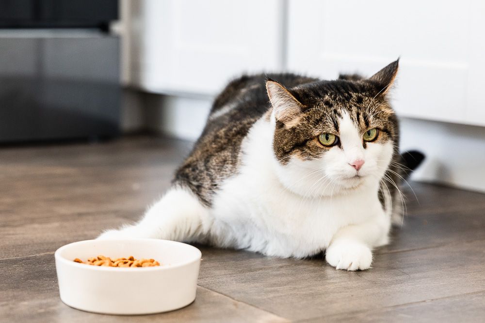 Exploring Feline Feasts: What Can Cats Eat Besides Cat Food?