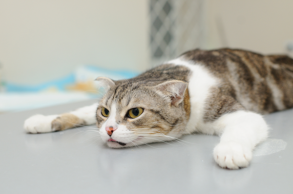 Anesthesia Related Side Effects in Feline Patients