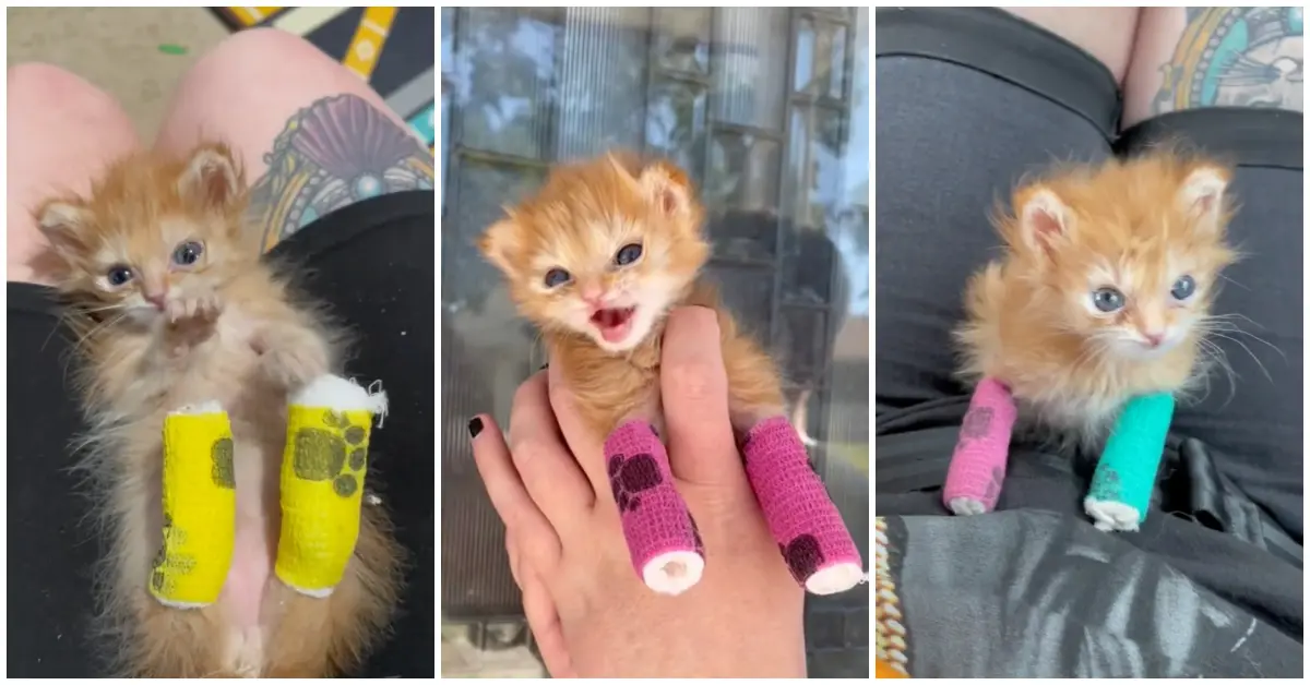 Tater Tot: The Tiny Spud Who Stole Hearts