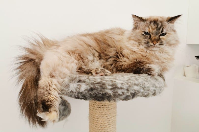 Cat Trees for Large Felines: The Ultimate Guide