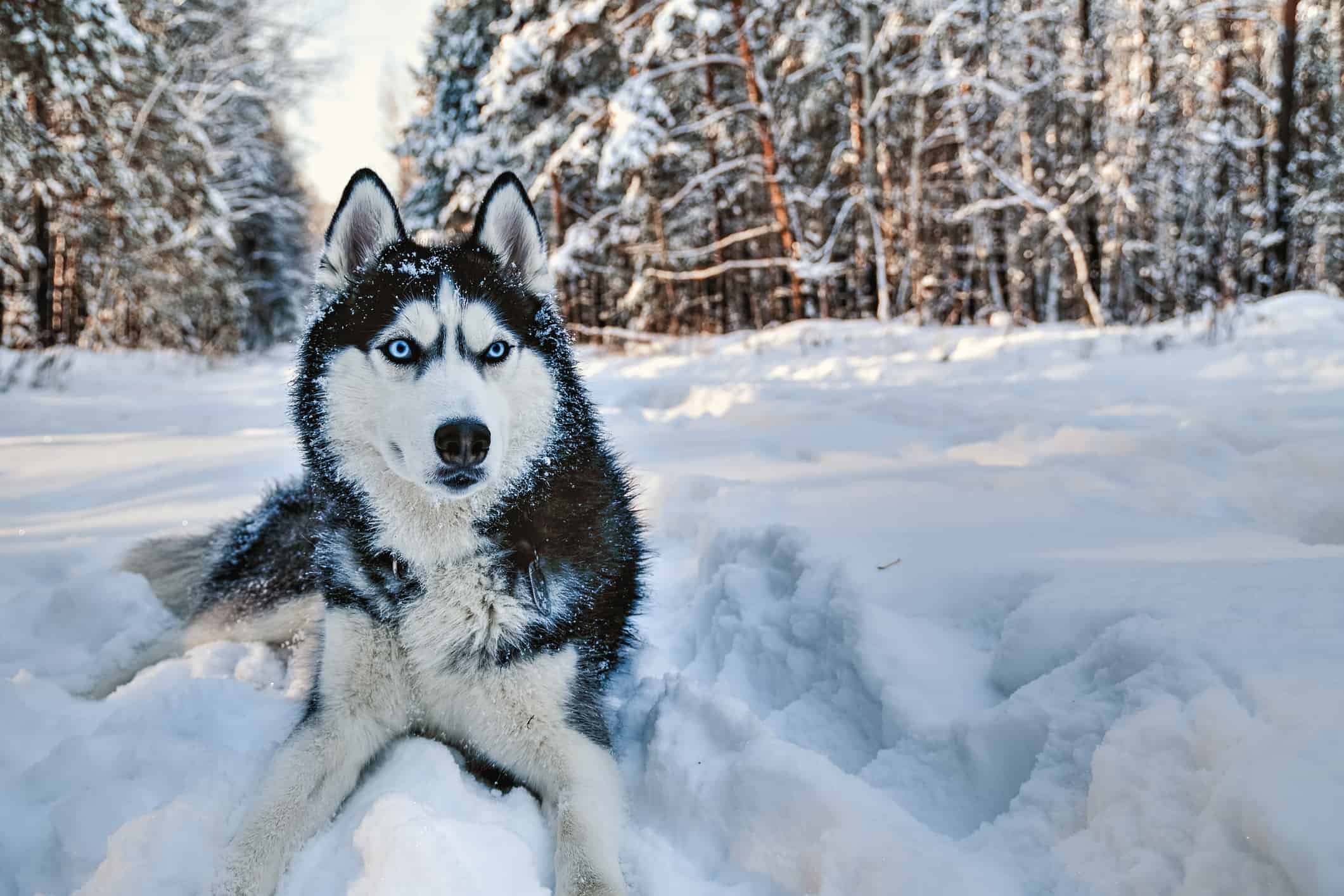 Wolf Echoes: Discovering Dog Breeds Closest to Their Ancestry