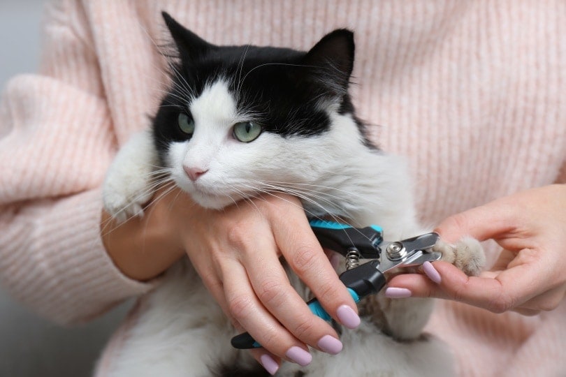 The Truth About Cat Declawing: Effects and Alternatives