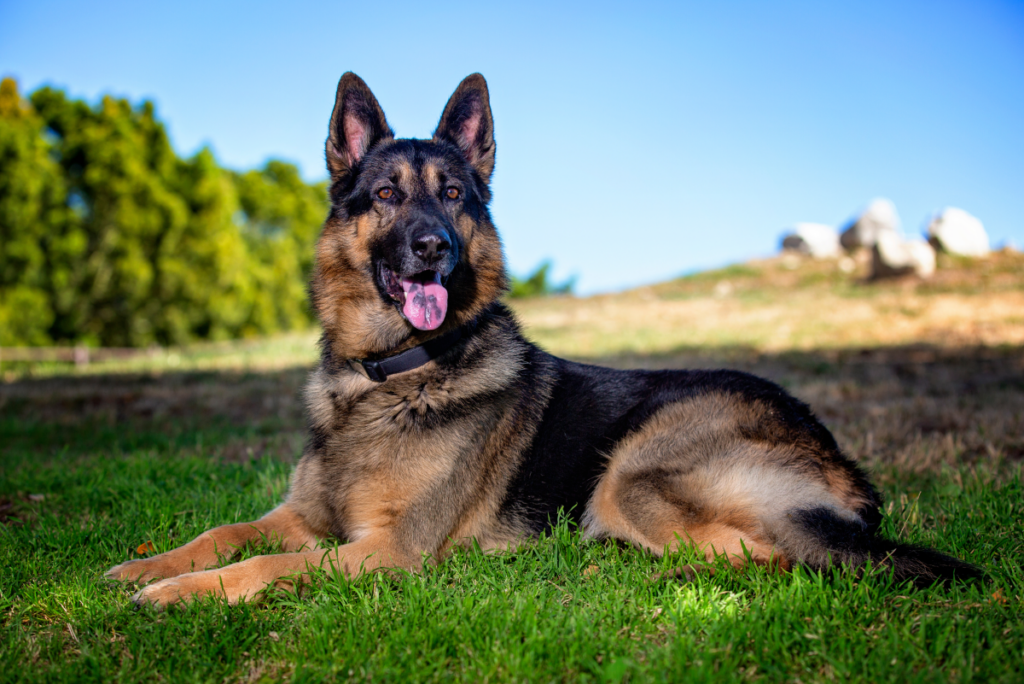 The Top 10 Smartest Dog Breeds: Unveiling Canine Intelligence - Pet 2 Blogs