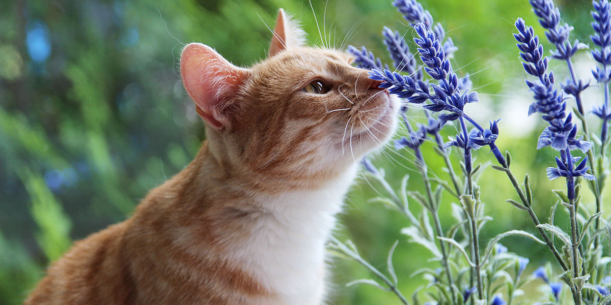 Unveiling the Feline Mystery: What Does Catnip Do to Cats?
