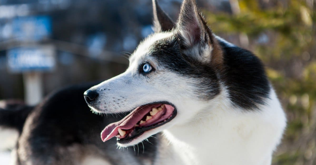 Alaskan Husky: The Energetic Companions Built for Work and Play