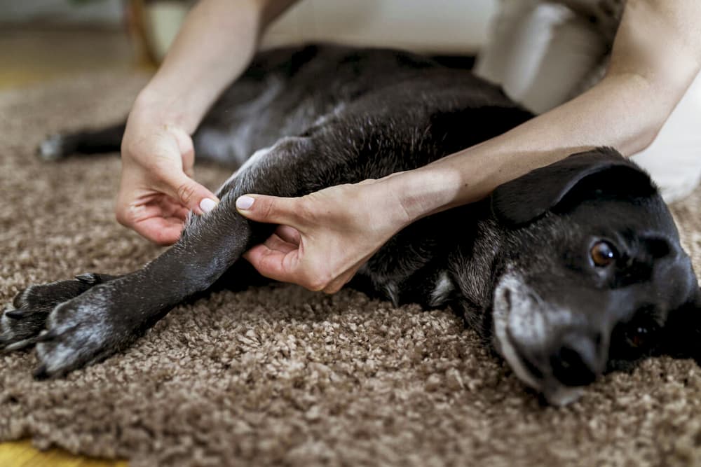 Arthritis Relief Through Massage for Dogs