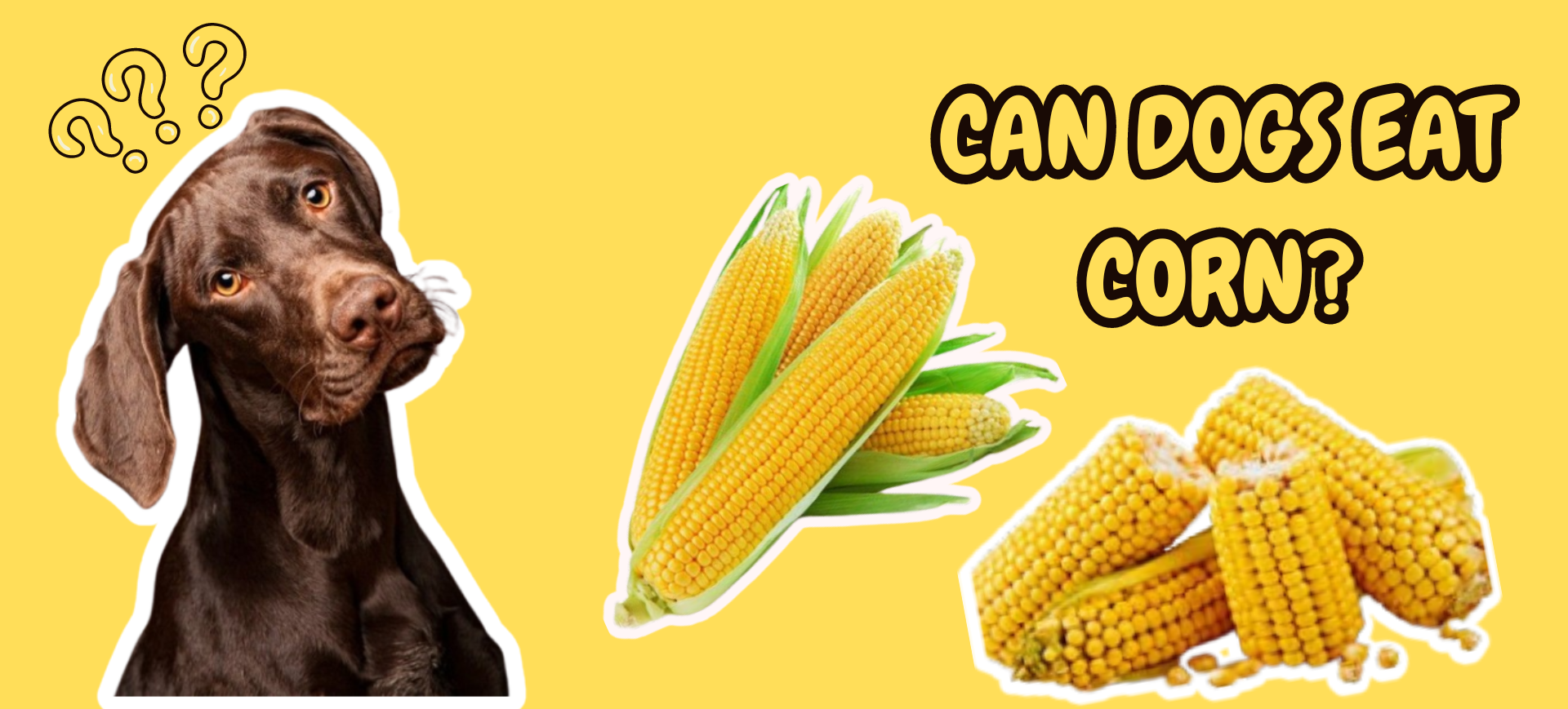 Can Dogs Eat Corn? A Complete Guide for Dog Owners
