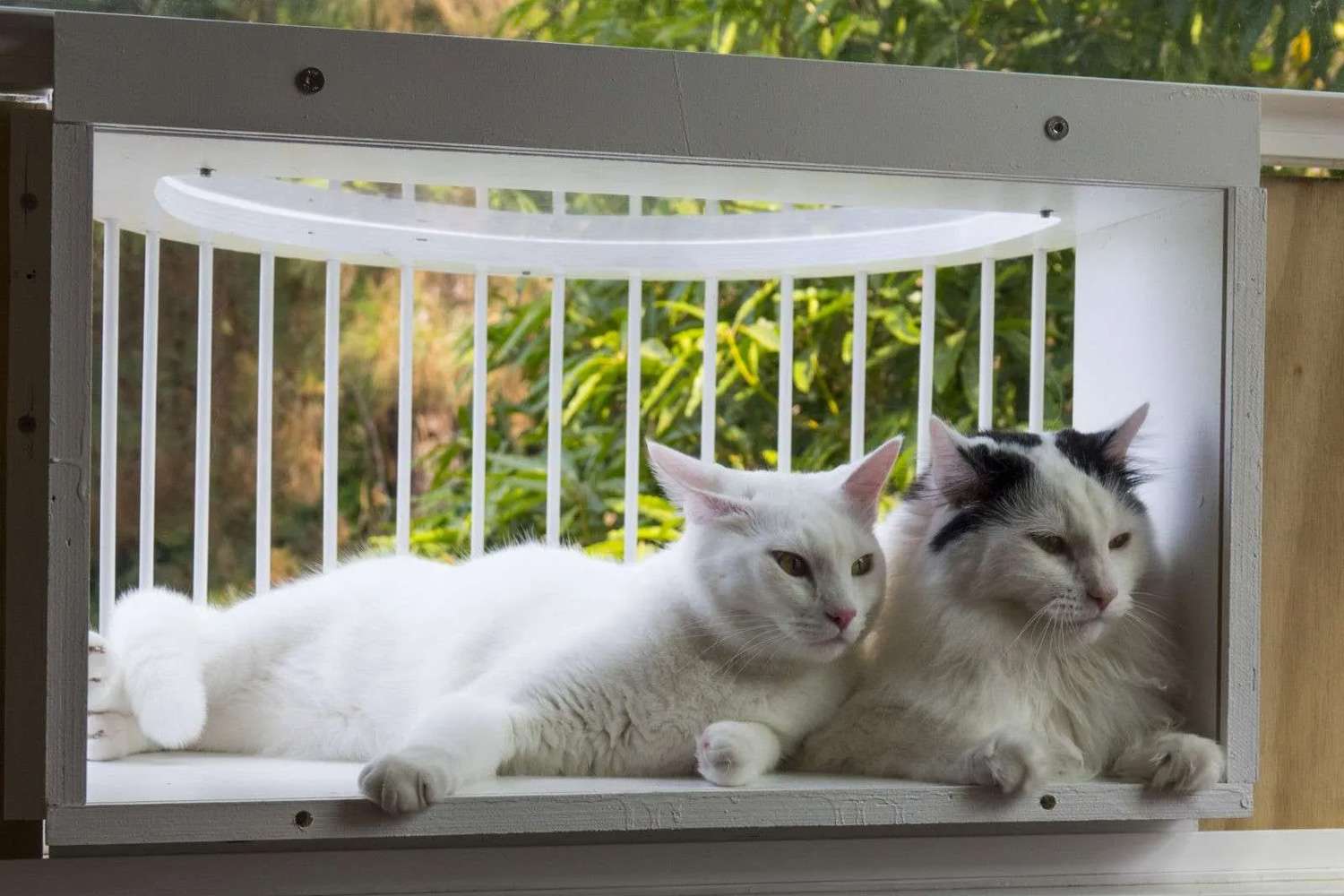 Bringing the Outdoors In: The Joy of a Cat Window Box