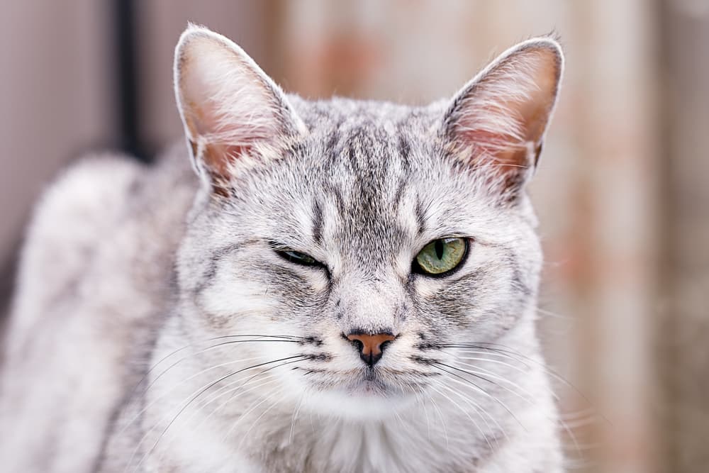 Cat Wink: Feline Communication or Eye Issues?