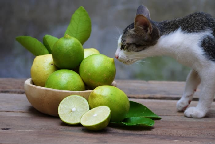 Citrus Fruits and Cats: Understanding Their Compatibility