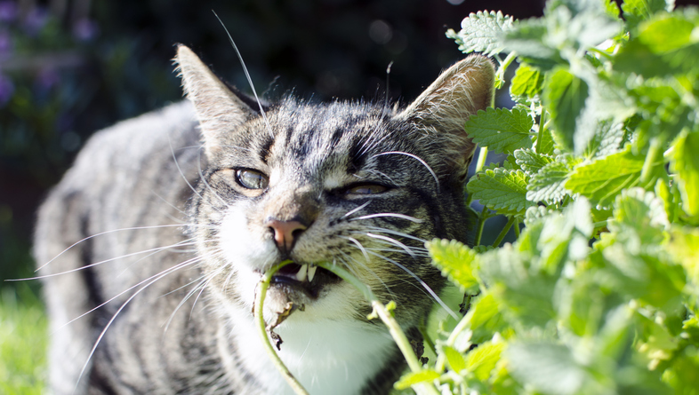Image showing a curious cat sniffing a sprig of catnip, surrounded by catnip-infused toys and treats, with text overlay asking: 'What Does Catnip Do to Cats.