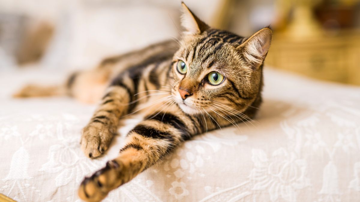 Cat Insomnia Unveiled: Exploring Feline Sleep Patterns