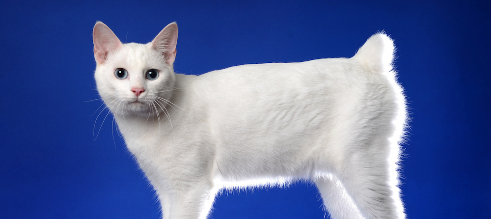 Japanese Bobtail: A Guide to This Playful Feline