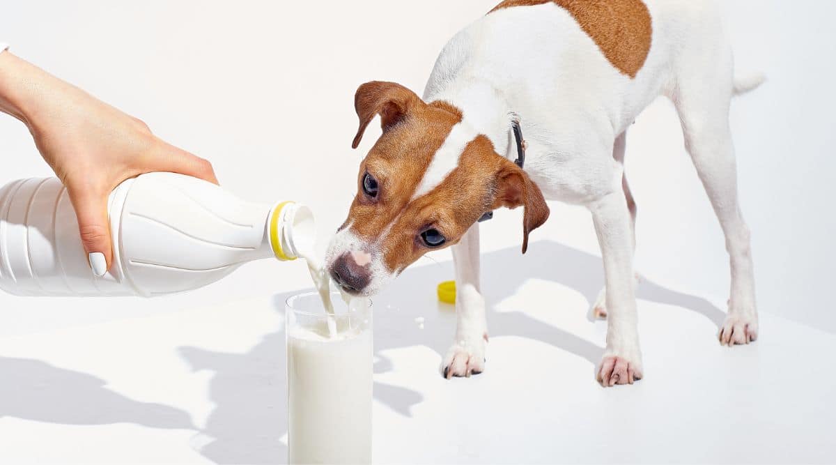 Milk: Can Dogs Drink It?