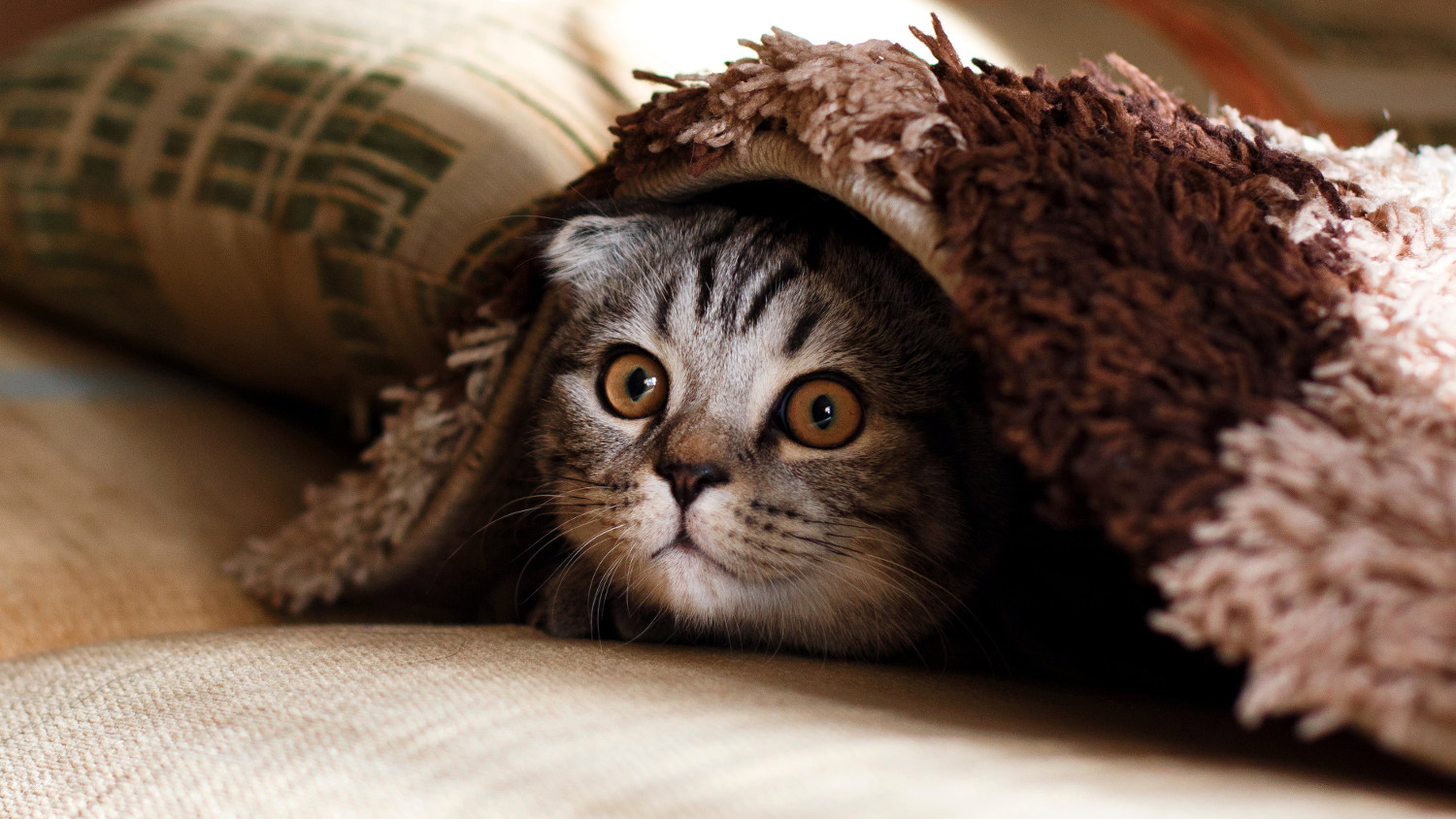 Scared Cat: Tips for Comforting Your Frightened Feline