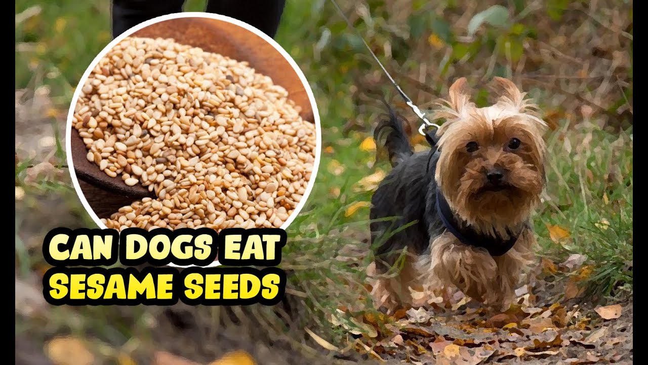 Can Dogs Munch on Sesame Seeds? A Guide for Pup Parents