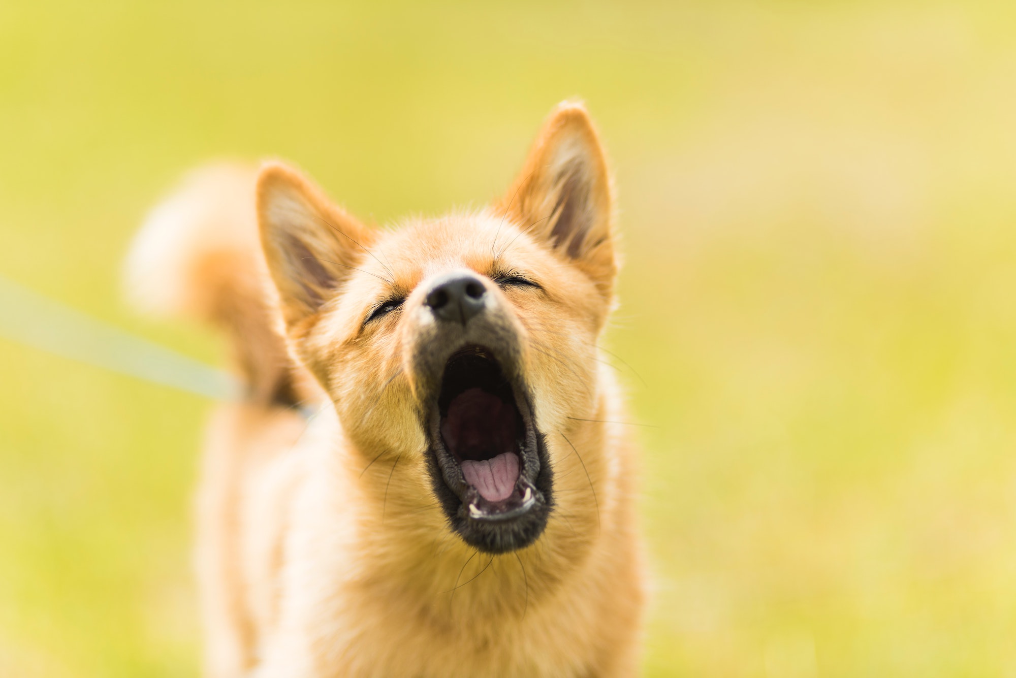 Speak Up! How to Train Your Dog to Bark on Command