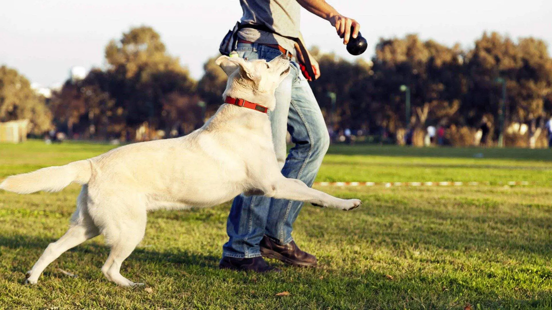 How to Become a Top-notch Dog Trainer