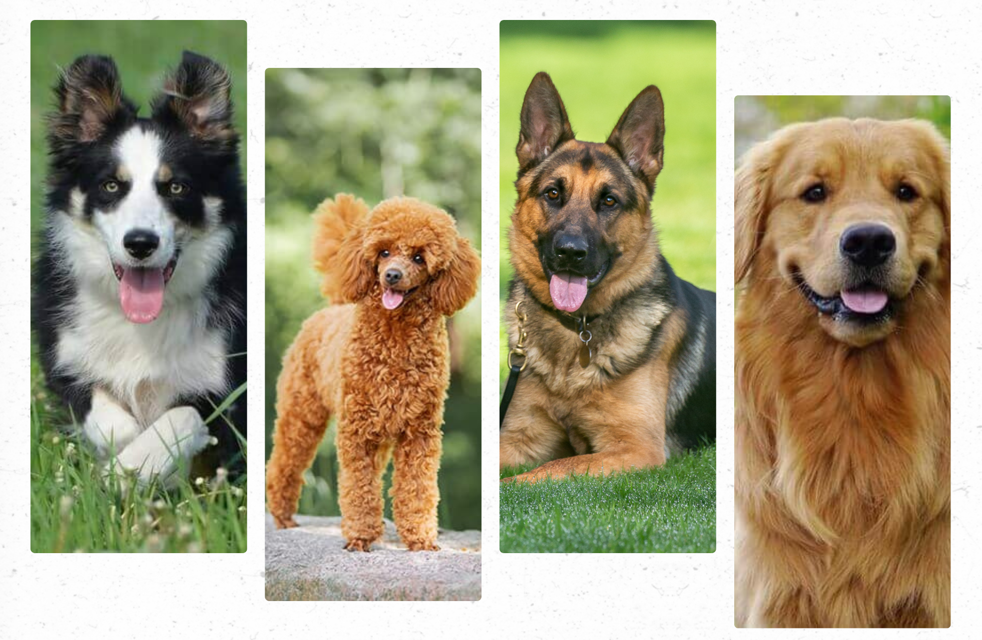 The Top 10 Smartest Dog Breeds: Unveiling Canine Intelligence