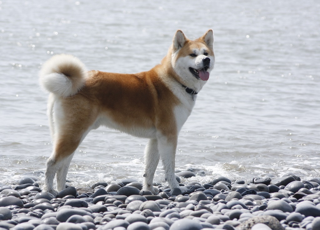 Akita: Dog Breed Info, Pictures, Facts, & Traits
