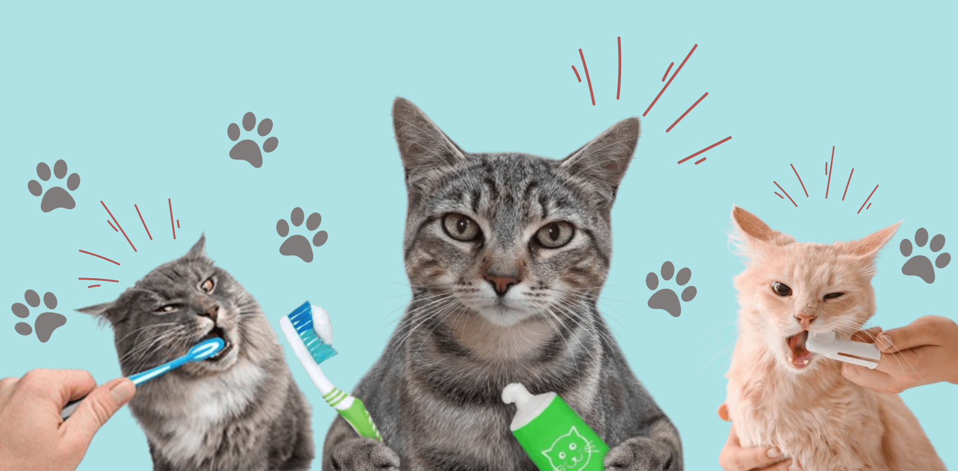 Brushing Your Cat’s Teeth: A Guide to Dental Care