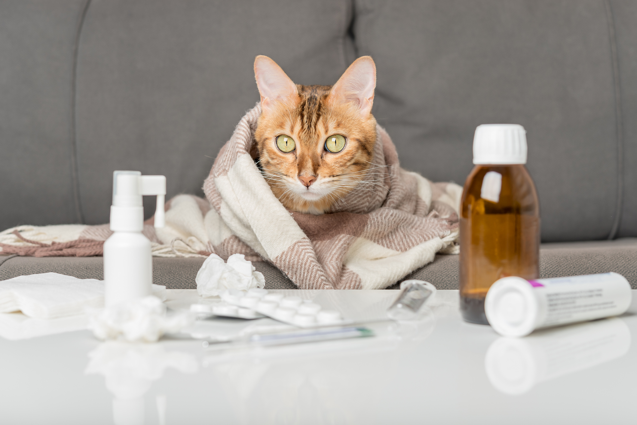 Feline Facts: Understanding Cat Colds- Symptoms, Treatment, and Prevention
