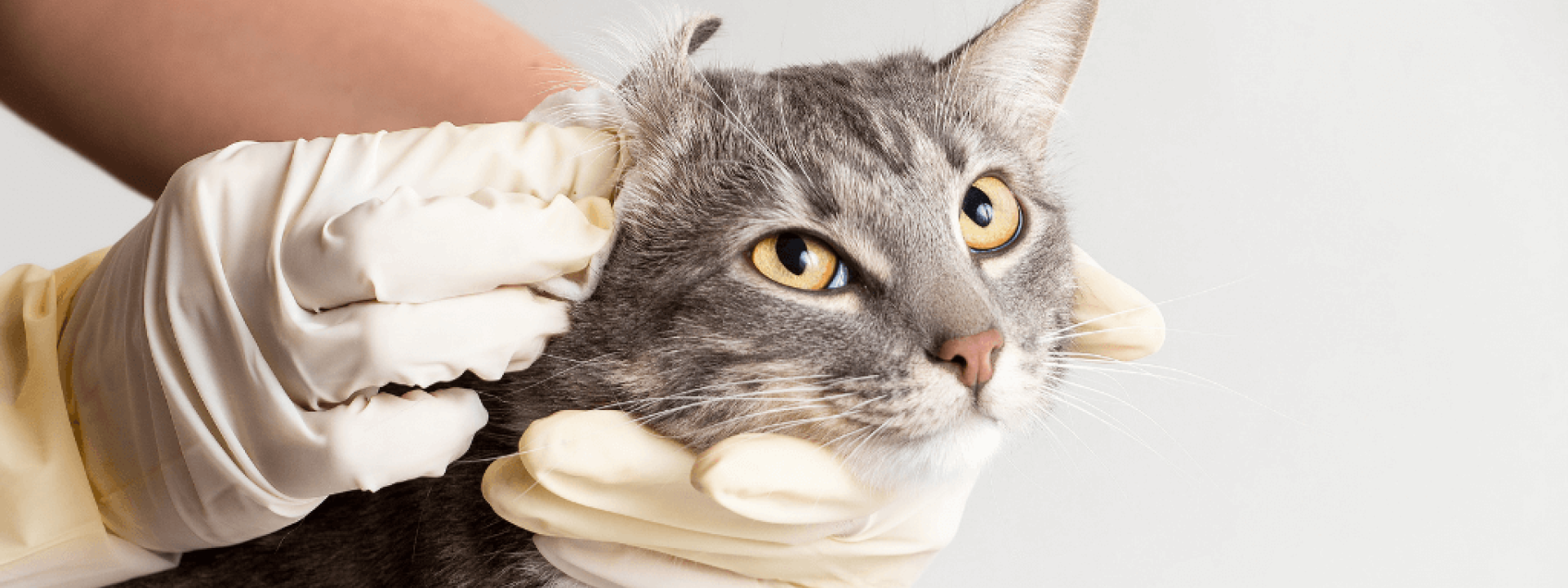 Cat Ear Infections: Causes, Treatment and Prevention