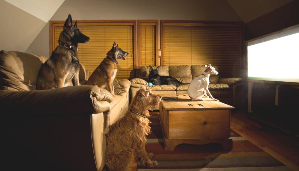 TV: Can Dogs Understand What’s on Screen?