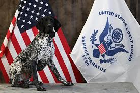 Buda: Hero Dog Nominated for American Humane Awards